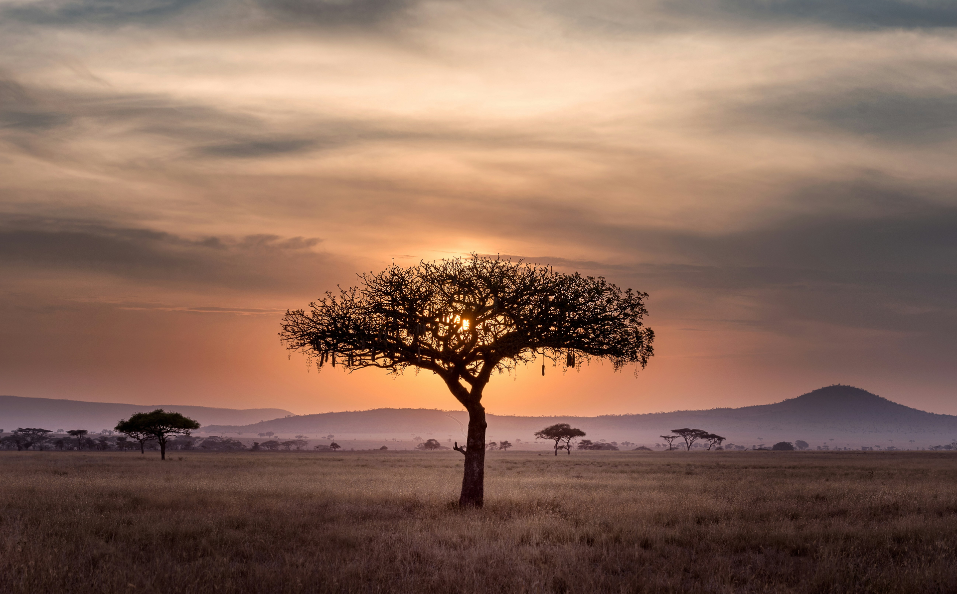 Savannah landscape, Tanzania